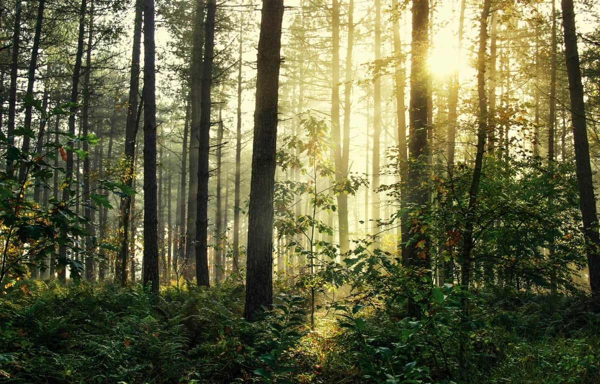 forest at sunrise
